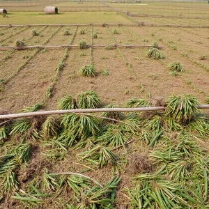 Devastated farmland with fallen crops after hurricane impact.