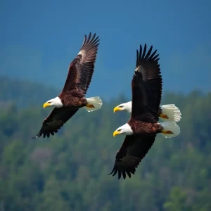 Celebrating 248 Years of Bald Eagle Passion: A Journey Through Preston Cook's Incredible Collection